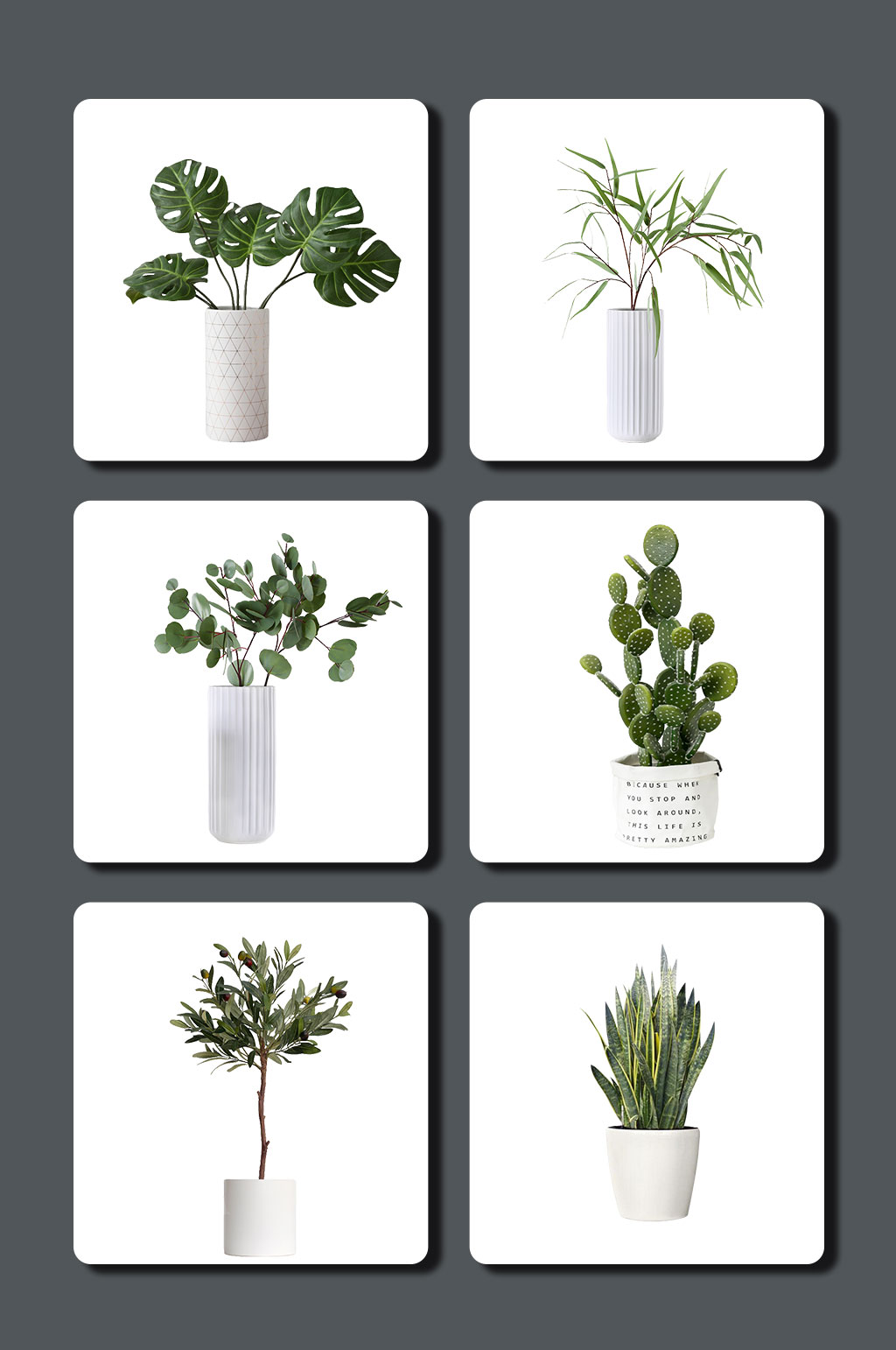 高清盆栽植物图片素材素材