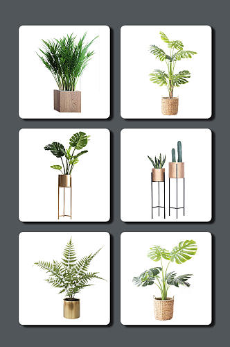 高清盆栽植物图片素材