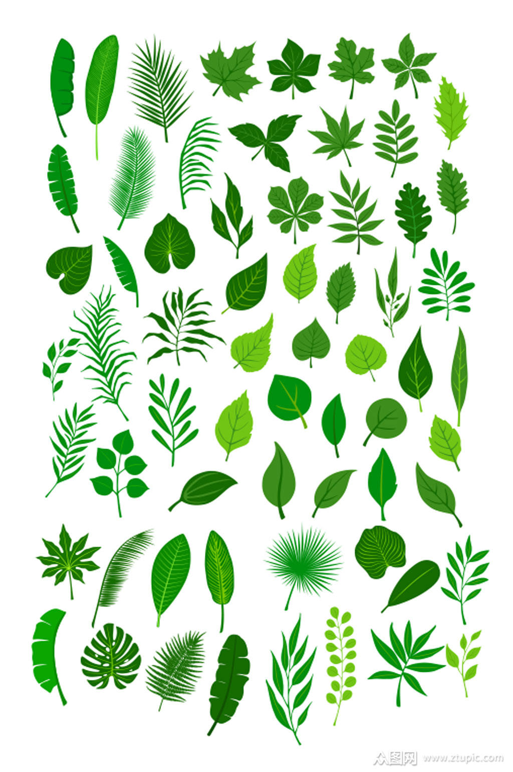 高清图片叶子素材