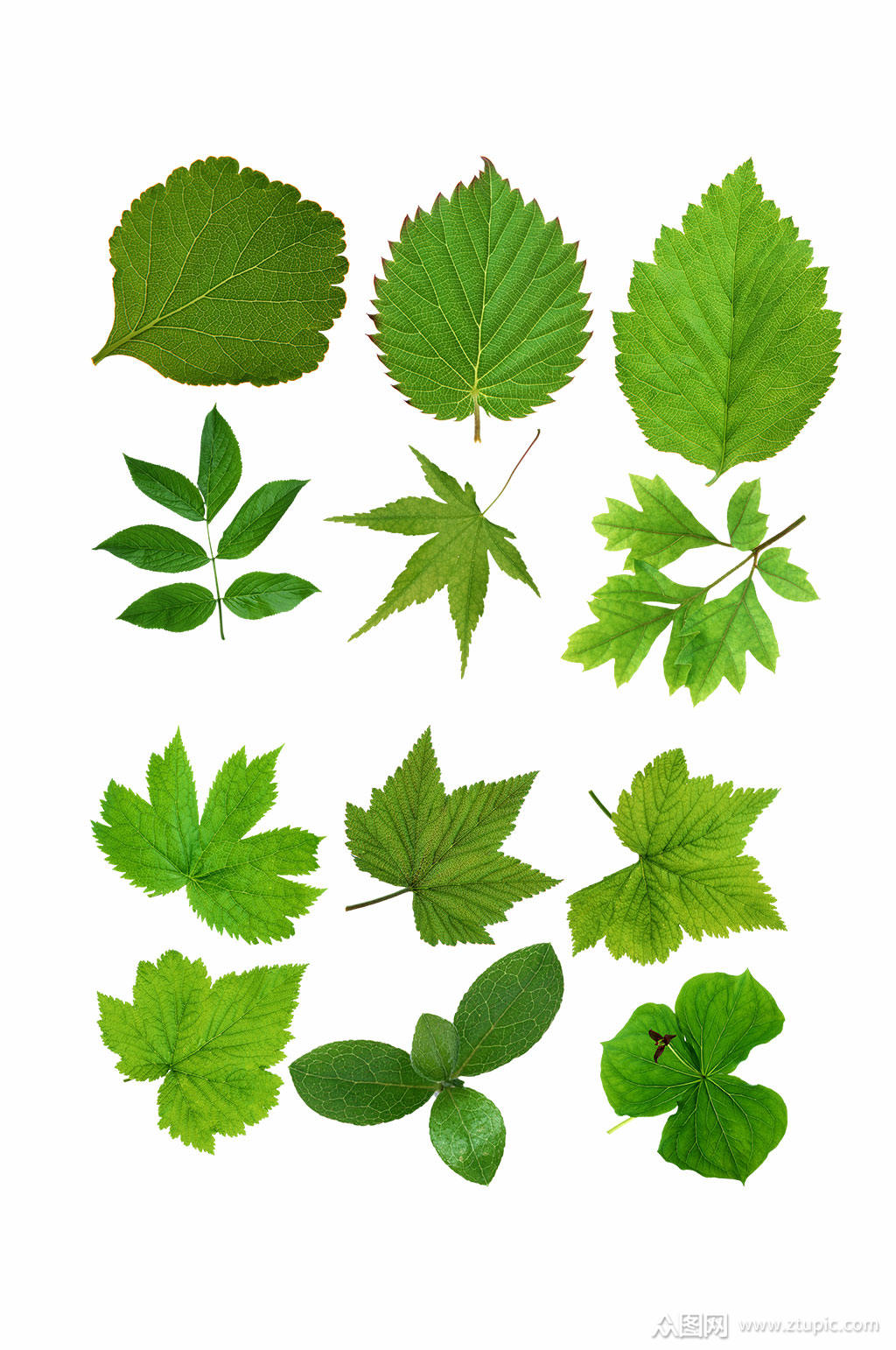 高清图片叶子素材