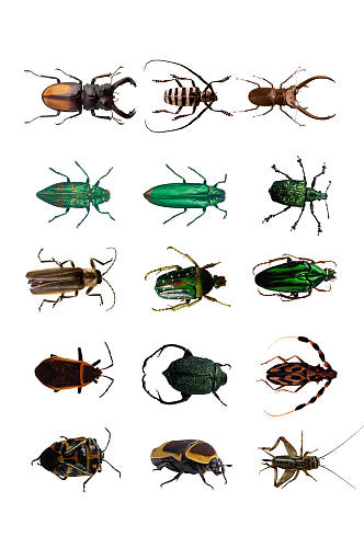 高清卡通昆虫设计素材