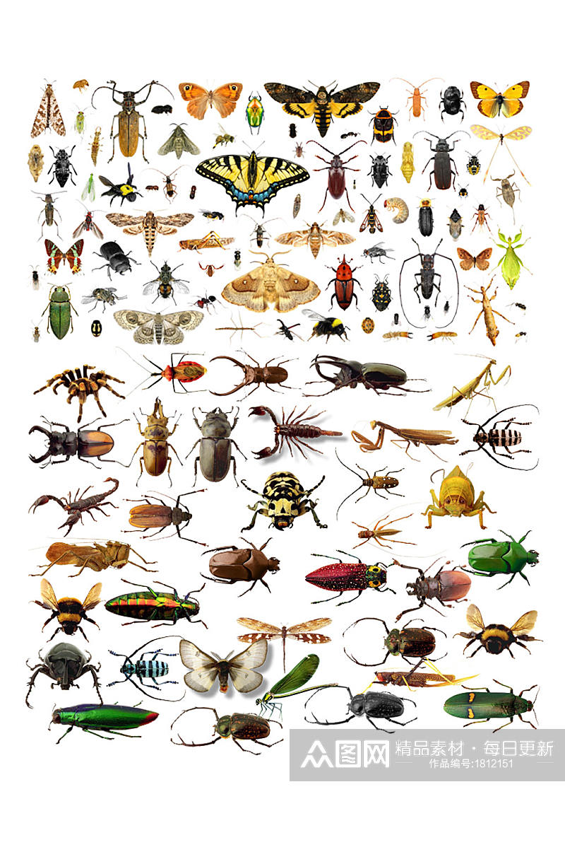 高清卡通昆虫图片素材素材