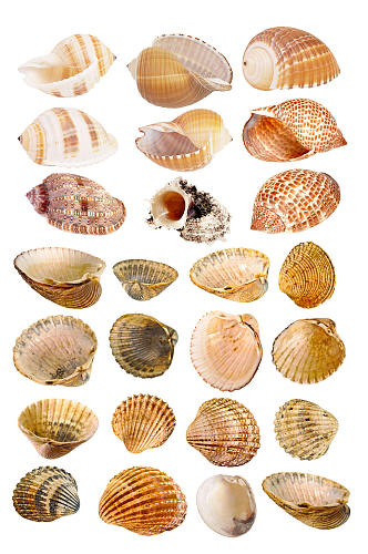 高清贝壳海螺设计素材