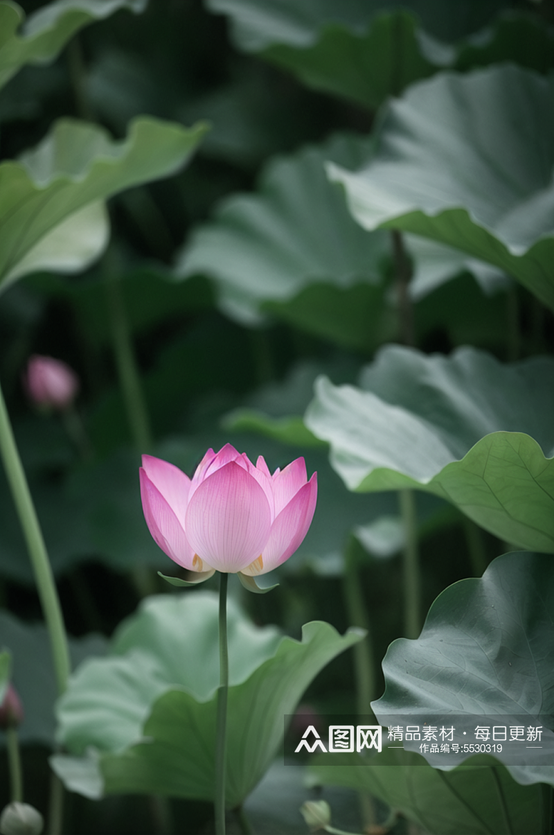 数字艺术荷花高清特写图片素材