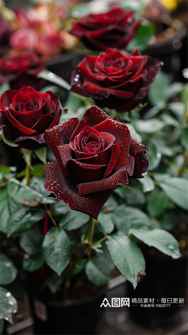 数字艺术黑玫瑰花花卉摄影素材