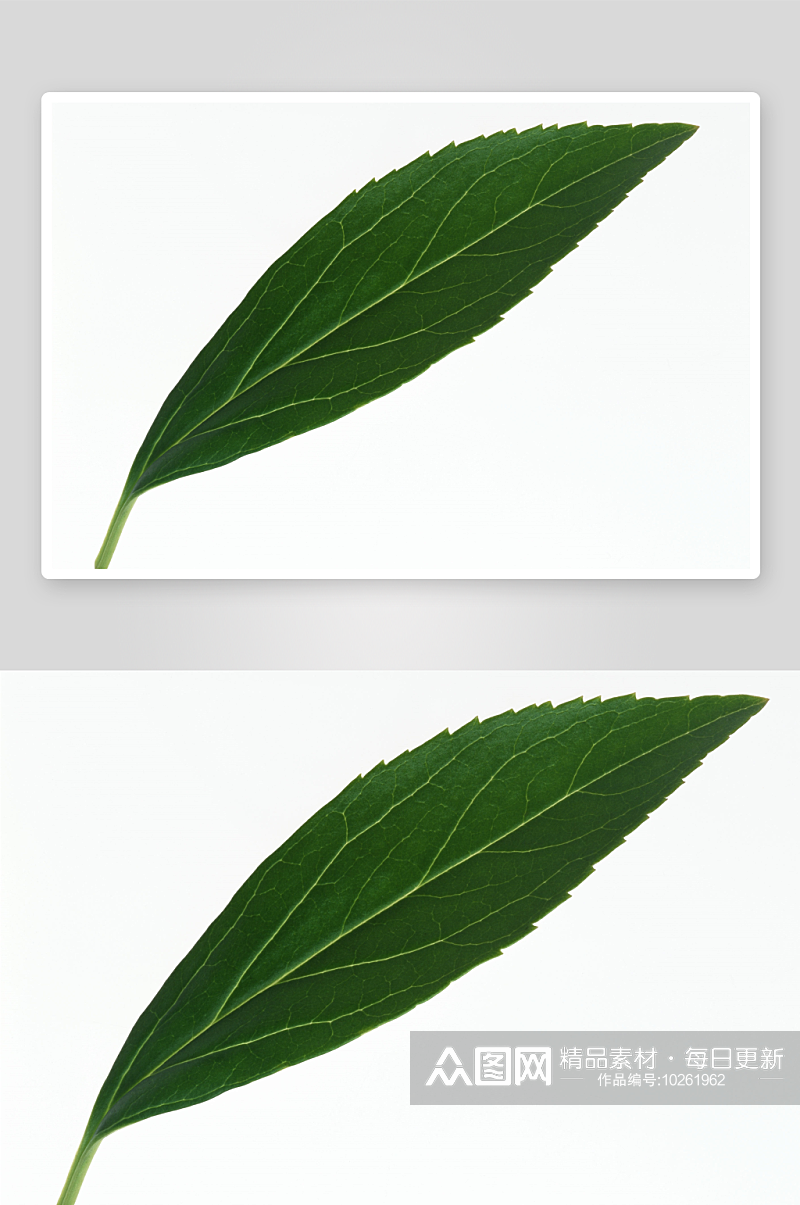 数字艺术树叶素材枫叶素材素材