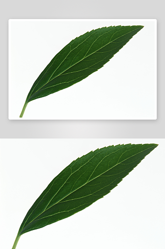 数字艺术树叶素材枫叶素材