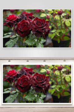 数字艺术黑玫瑰花花卉摄影