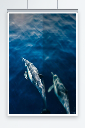 深海蓝色鲸鱼背景