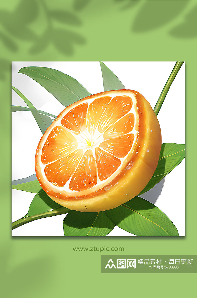 橙色橙子柚子水果6素材