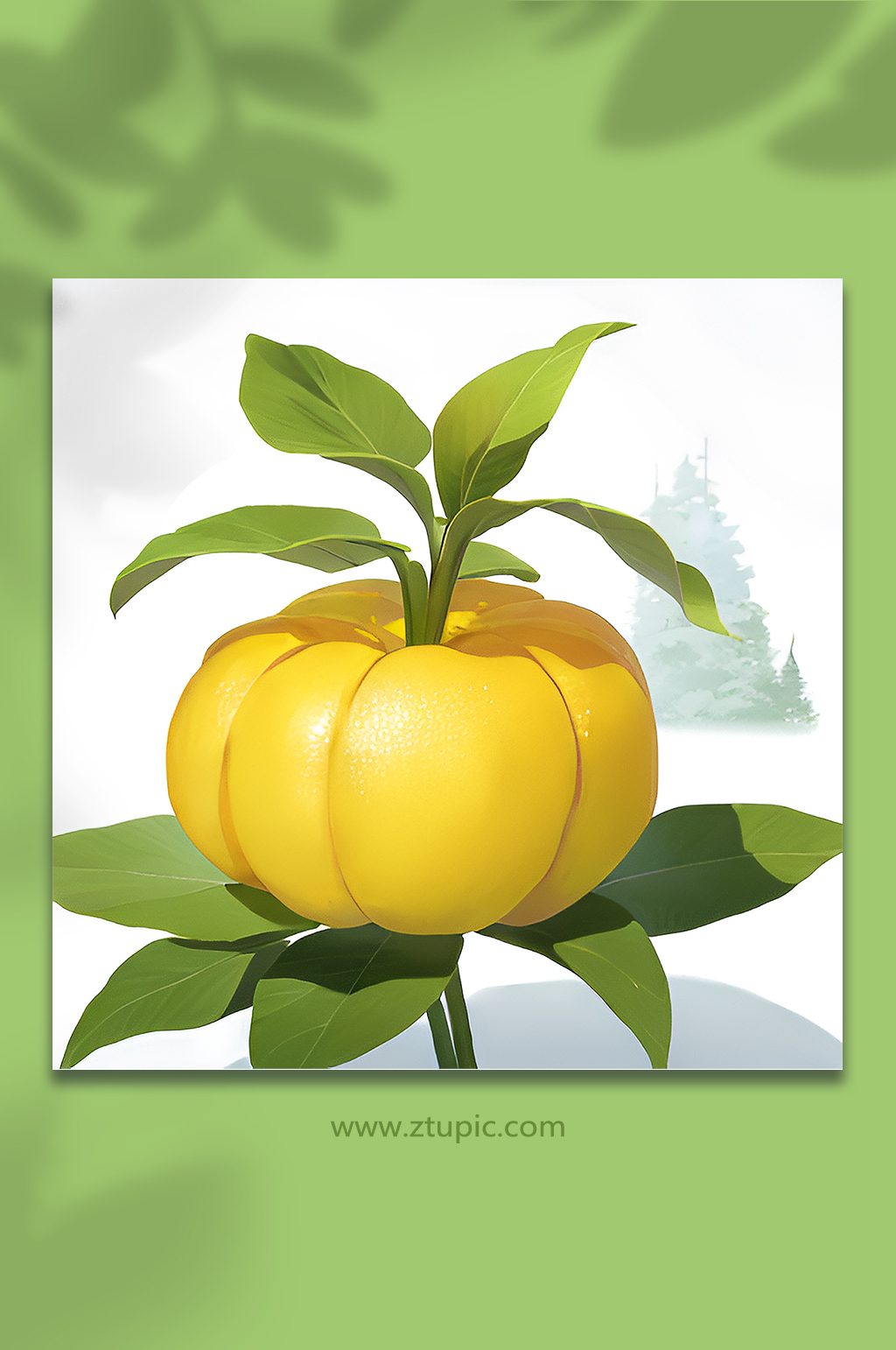 水果果实植物素材6素材