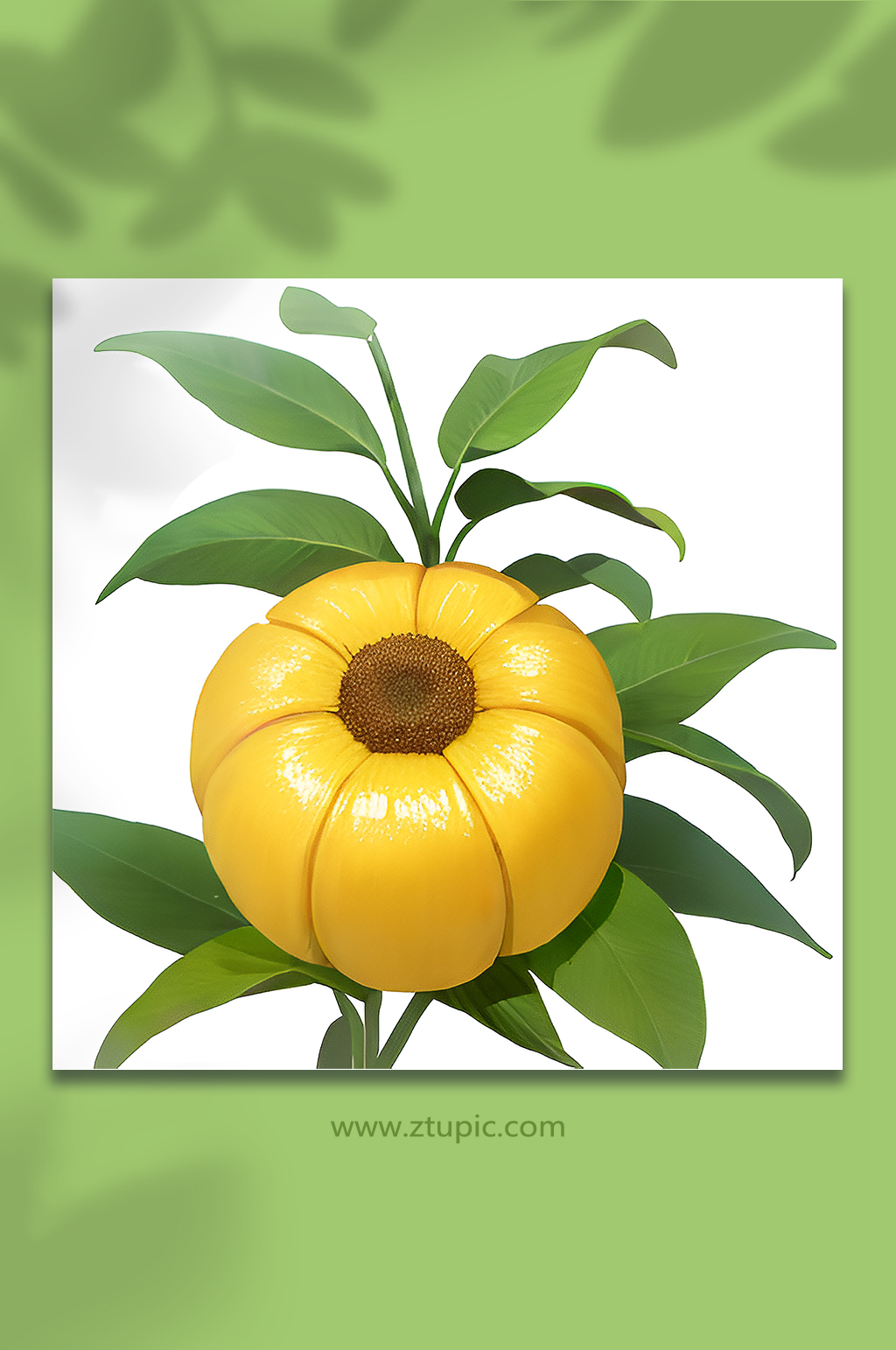水果果实植物素材9素材