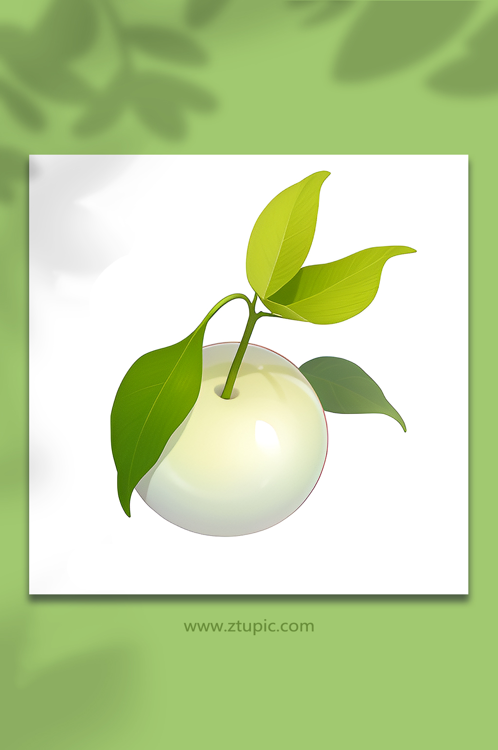 水果果实植物素材30素材