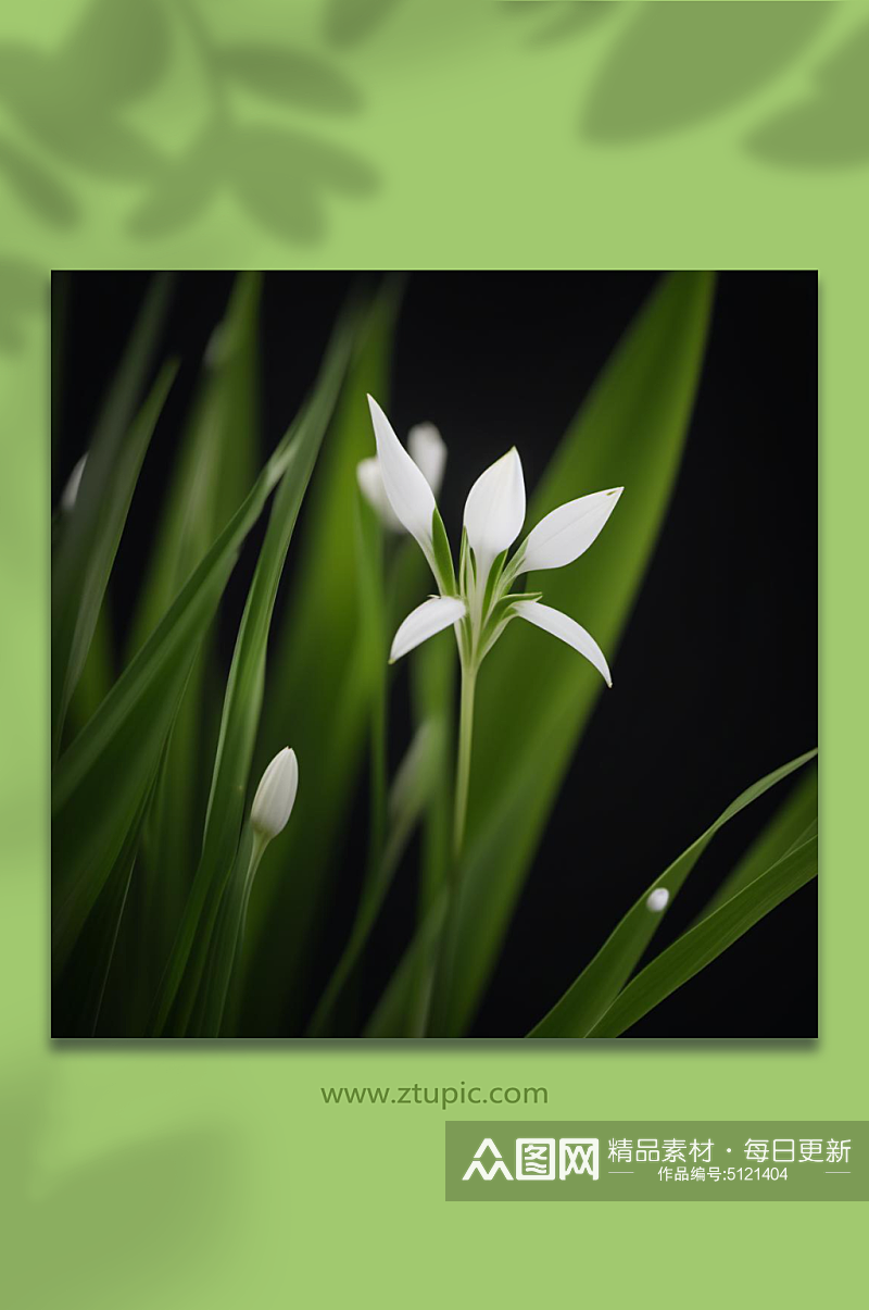 数字艺术小草植物摄影图素材