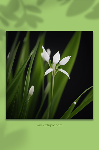 数字艺术小草植物摄影图