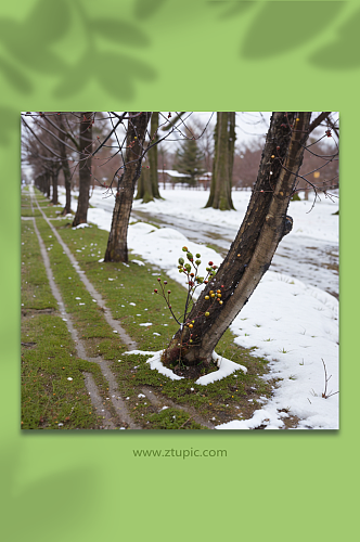 数字艺术冬季雪地风景摄影图