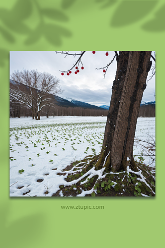 数字艺术冬季雪地风景摄影图