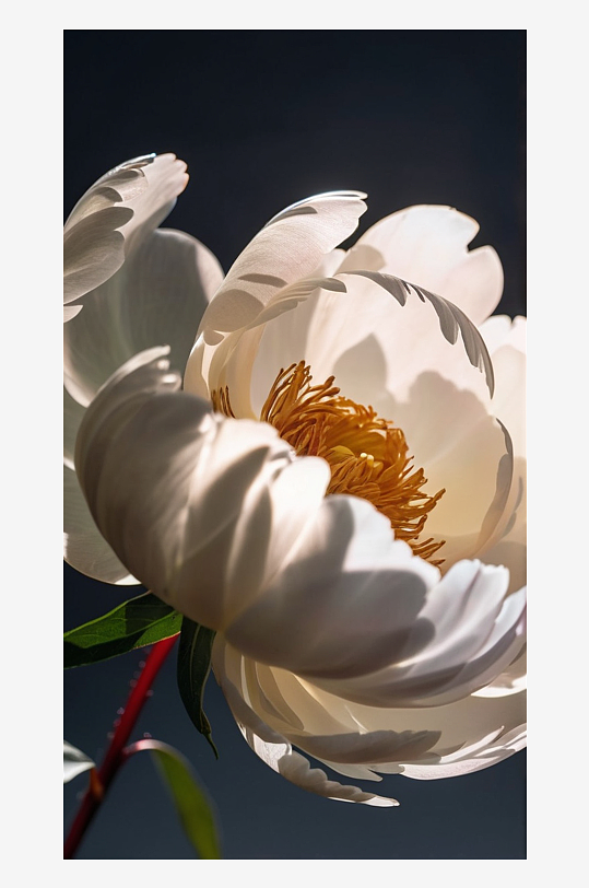 数字艺术牡丹花摄影花卉背景
