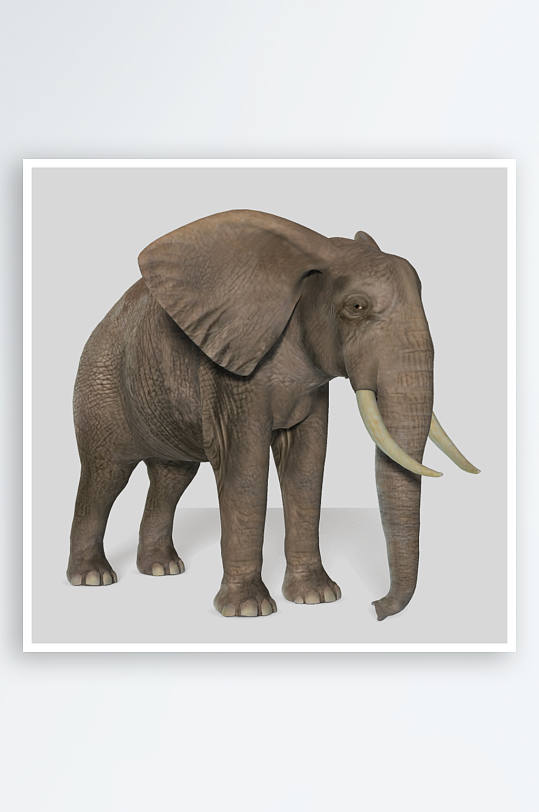 大象摄影高清大象素材-众图网