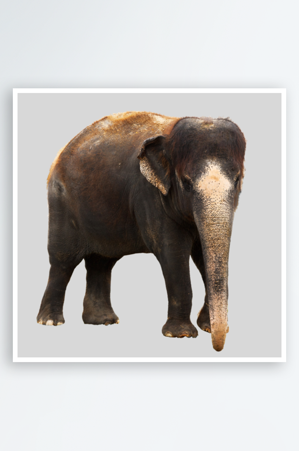 大象摄影高清大象素材素材