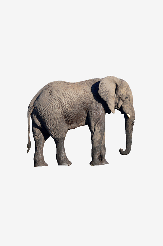 大象摄影高清大象素材大象图片-众图网