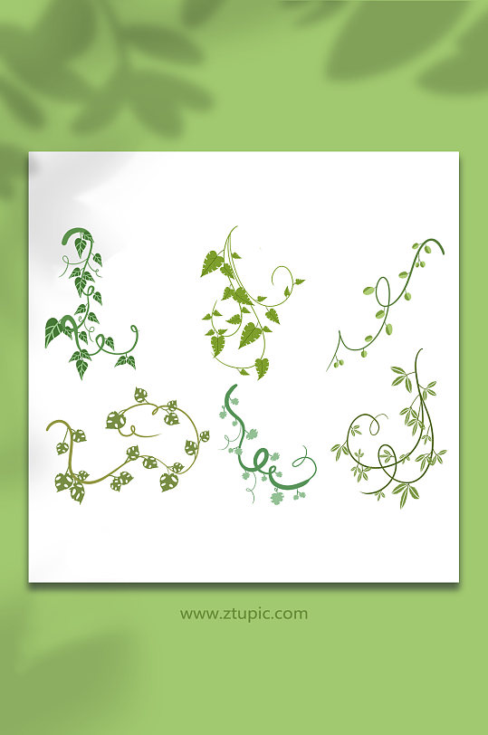 绿植藤条青藤植物树叶春季插画元素
