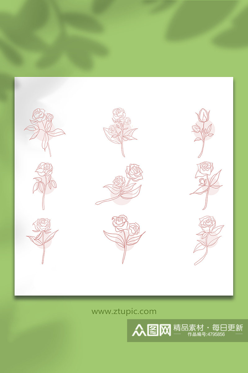 花朵玫瑰花线性玫瑰花卉插画元素素材