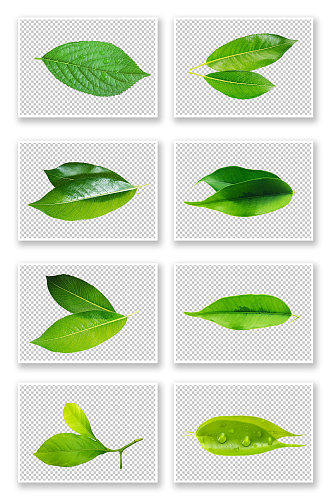 绿色树叶图案png