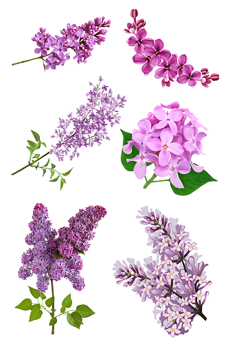 紫色矢量写实花朵