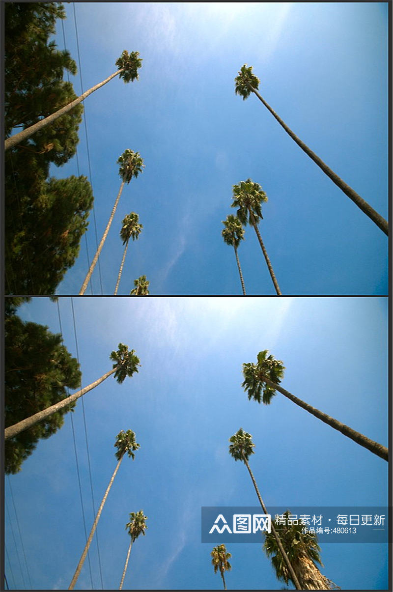 高清拍摄高空棕榈树素材