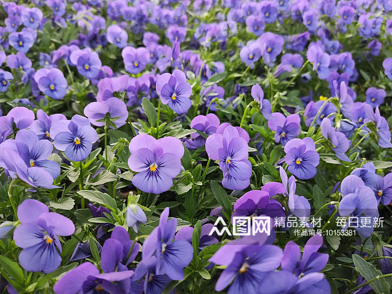 紫色花海鲜花绿叶水珠素材