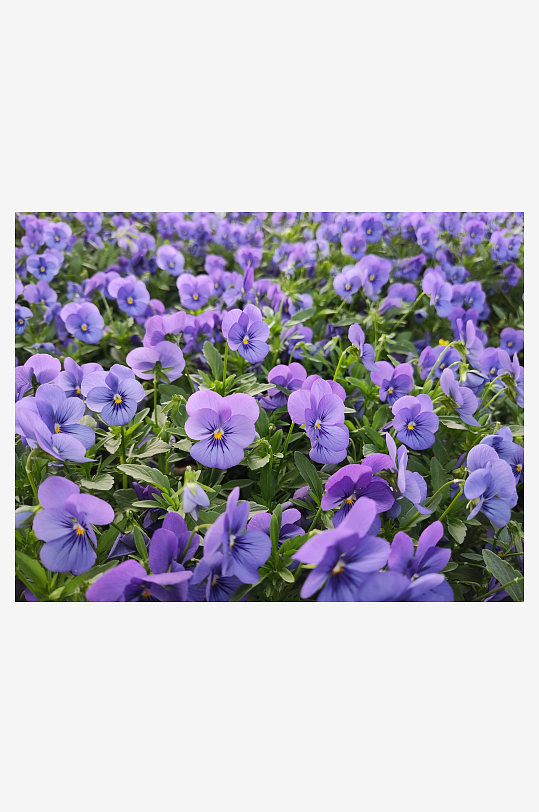 紫色花海鲜花绿叶水珠