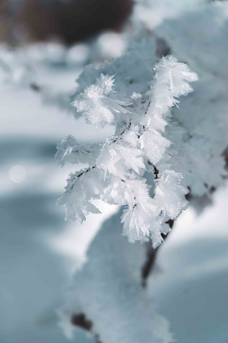 冬日野外树木景色雪景图片