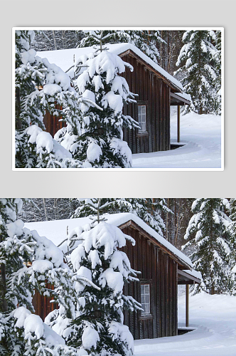 冬日野外树木景色雪景图片