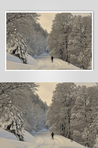 冬日野外树木景色雪景图片