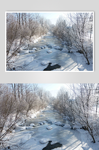 冬日野外树木景色雪景图片