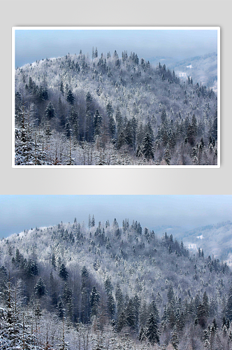 冬日野外树木景色雪景图片