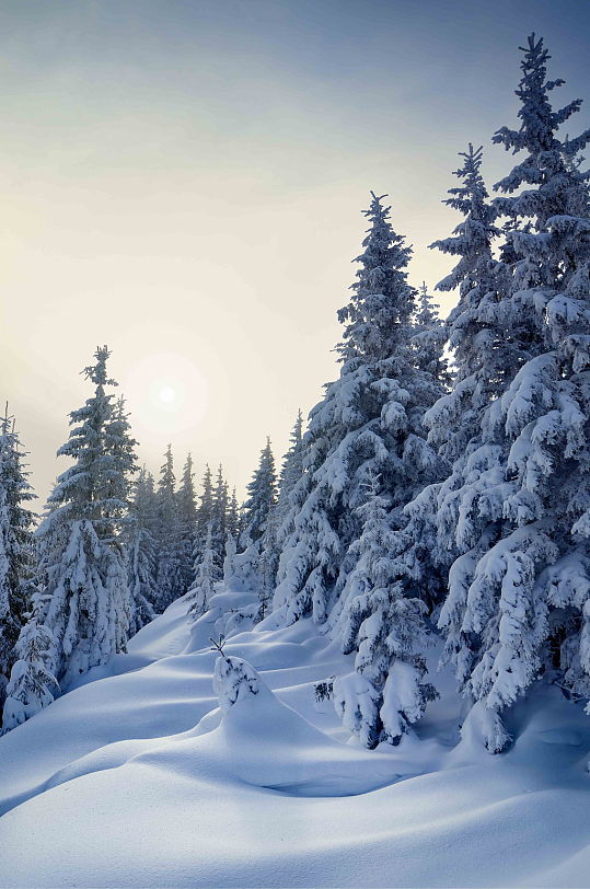 冬日白雪皑皑雪景图片