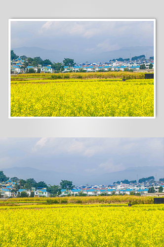 云南大理乡村油菜花图片