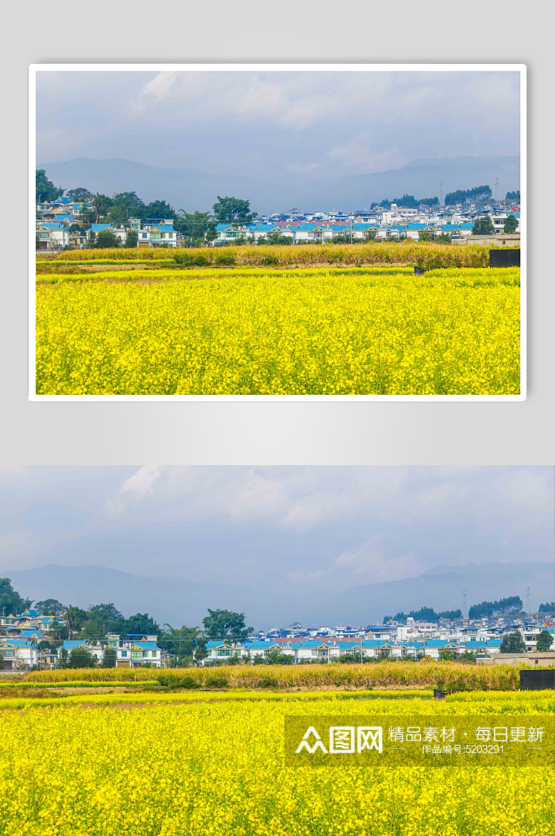 云南大理乡村油菜花图片素材