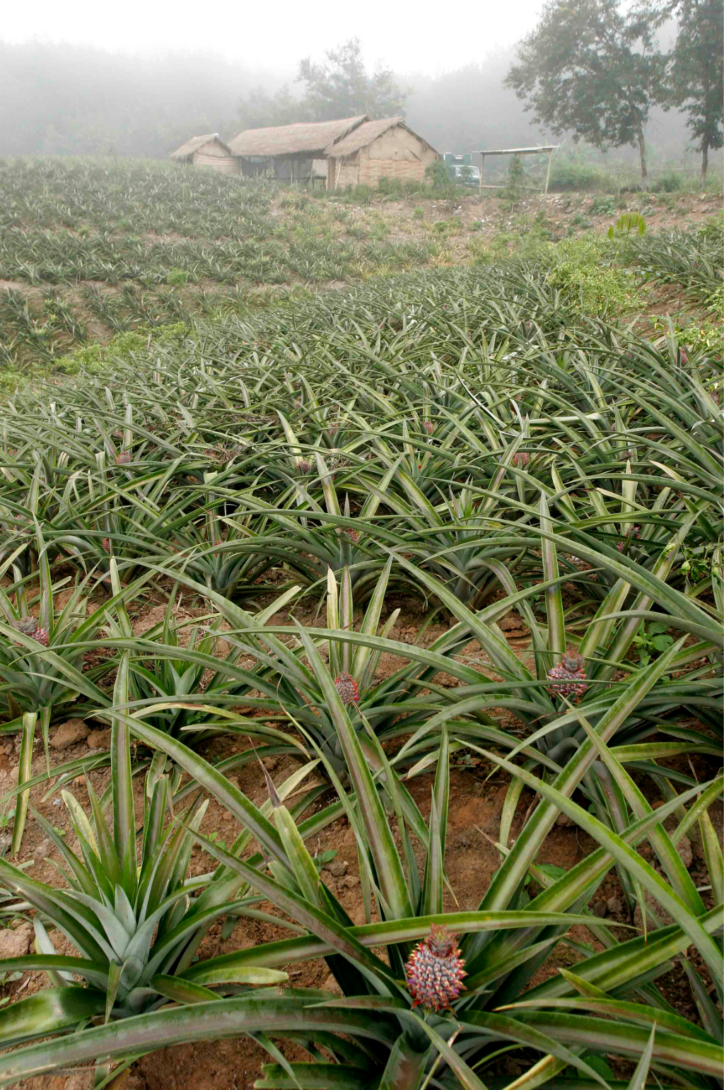 摄影图片菠萝种植园素材