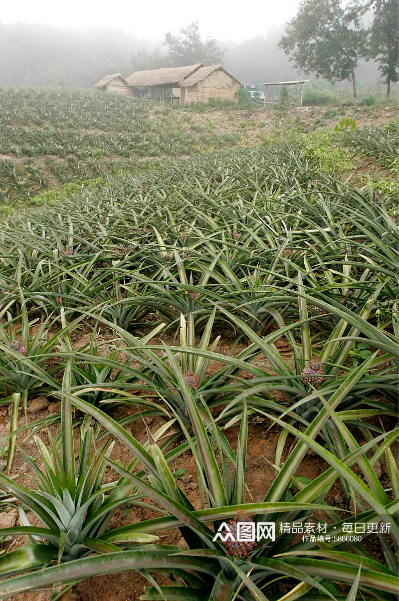 摄影图片菠萝种植园素材