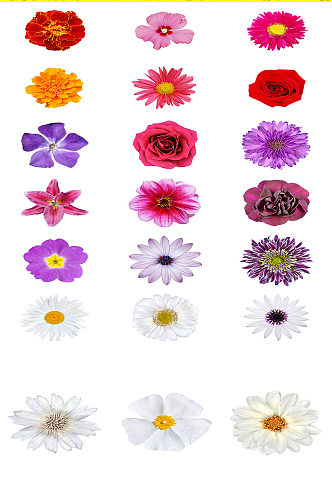 高清植物花卉花蕊花朵海报设计元素
