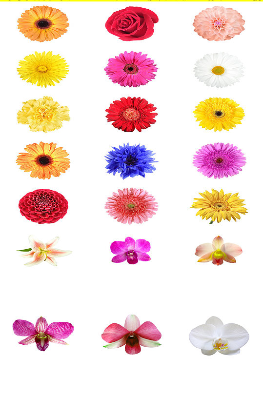 高清唯美花朵鲜花免抠图png素材