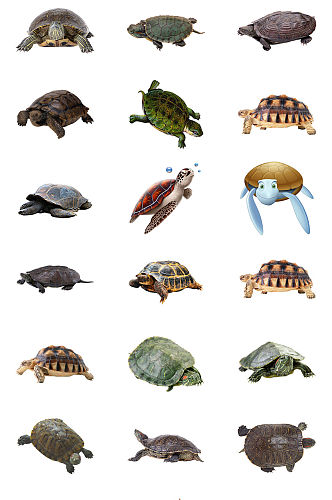 乌龟等龟类免抠PNG透明图片素材