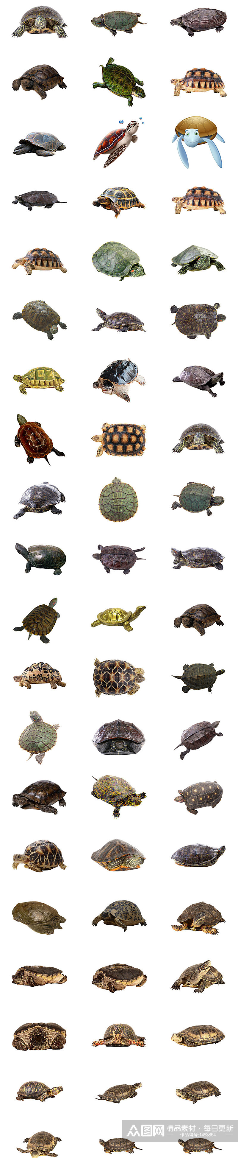 乌龟等龟类免抠PNG透明图片素材素材