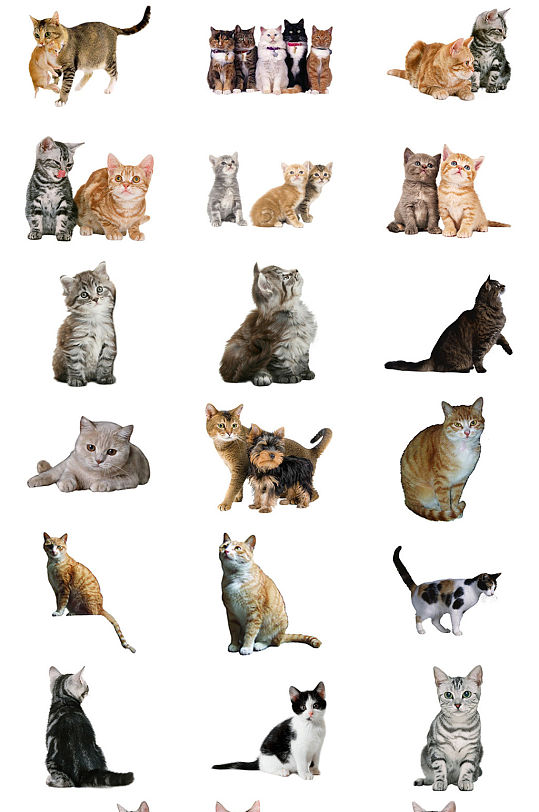 小猫免抠PNG透明图片素材-众图网