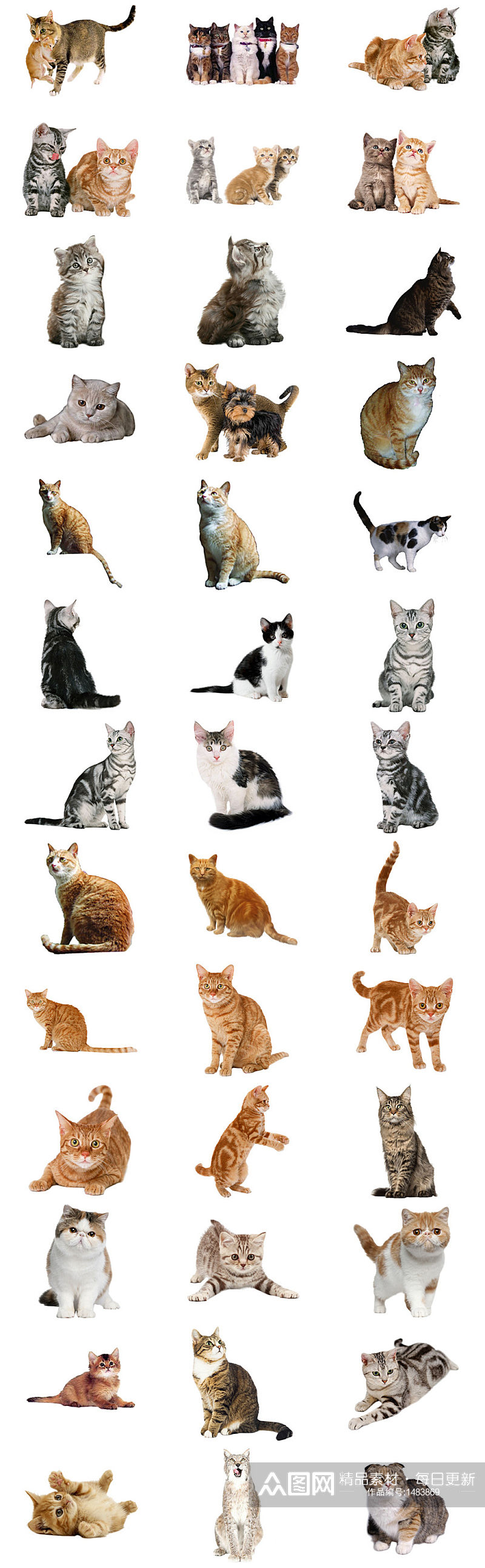 小猫免抠PNG透明图片素材素材