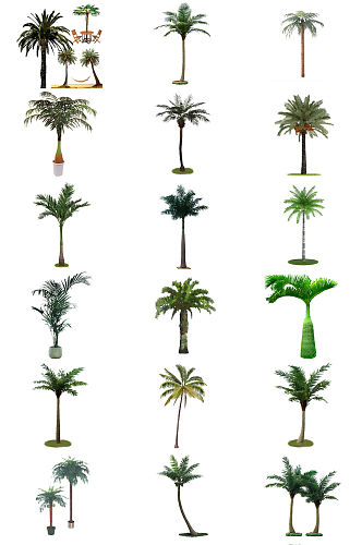椰子树铁树免抠PNG透明图片