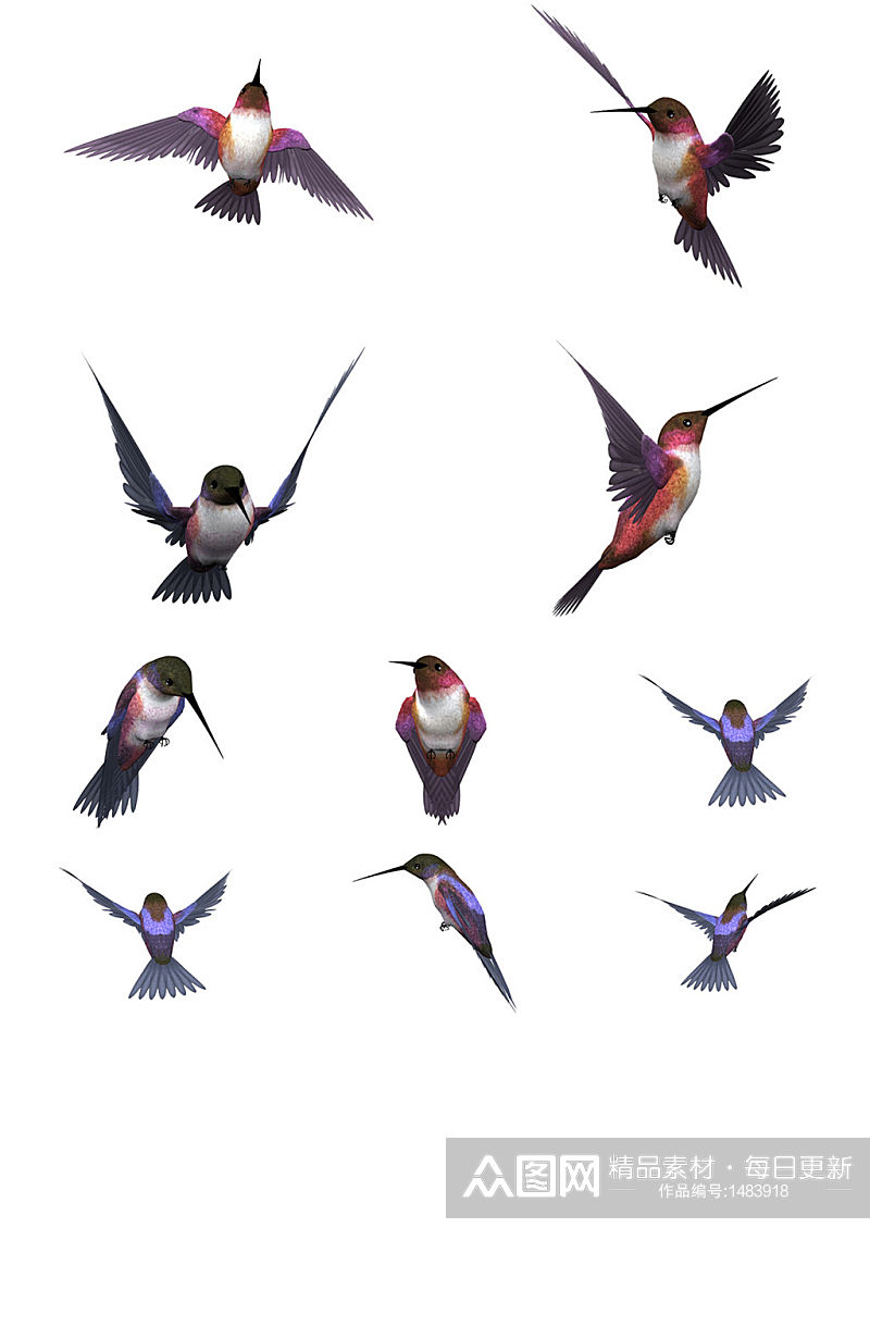 紫蓝翡翠鸟免抠PNG透明图片素材素材